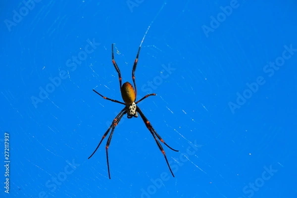 Obraz spider and web