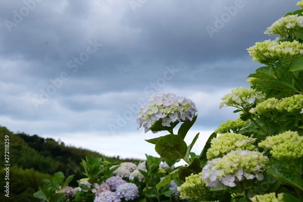 Obraz 梅雨時の曇った空とアジサイ