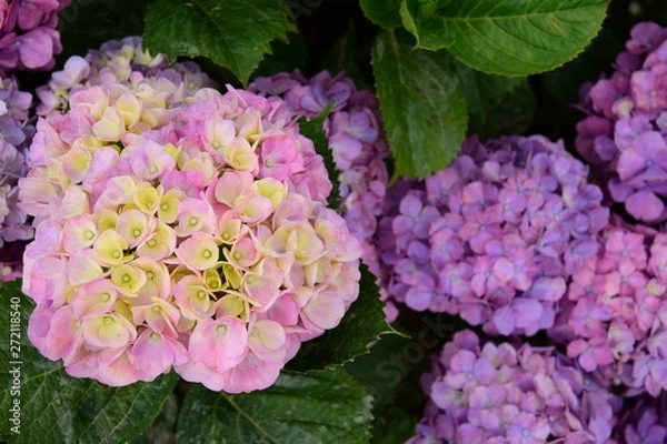 Obraz ピンクのアジサイのアップ