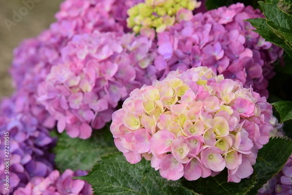 Obraz ピンクのアジサイのアップ