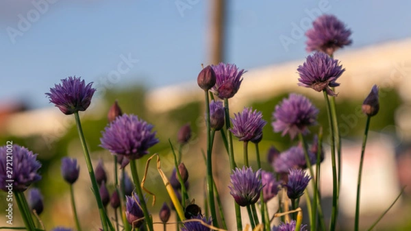 Fototapeta bees and chives 