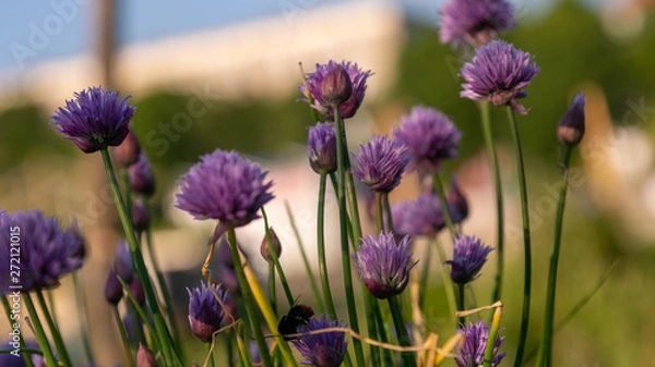 Obraz bees and chives 