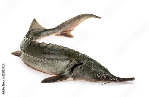 Obraz Fresh sturgeon fish isolated on white