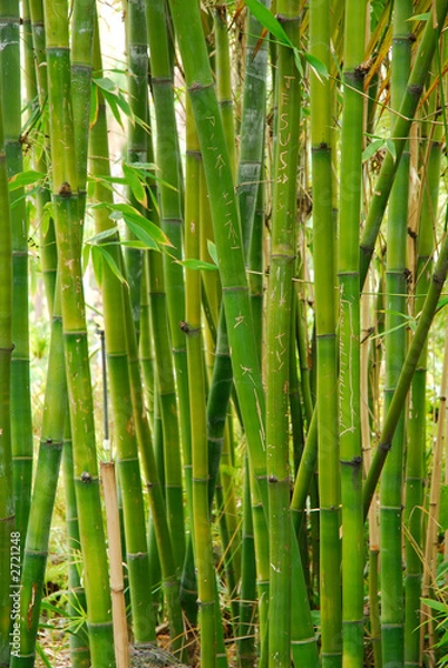 Obraz bamboo stalks