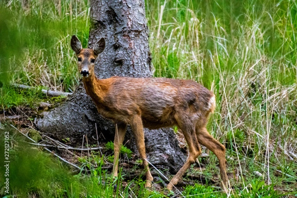Fototapeta deer in the forest