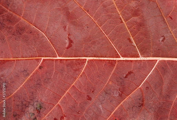 Fototapeta Red Leaf Closeup