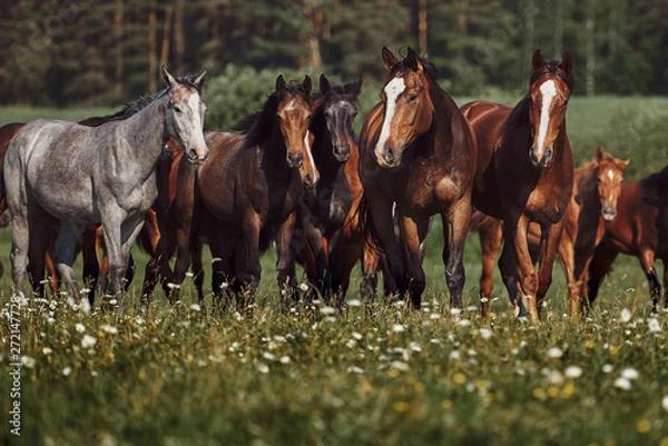 Obraz A herd of young horses on pasture