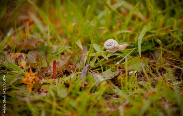 Fototapeta snail