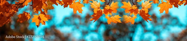 Obraz Banner autumn background