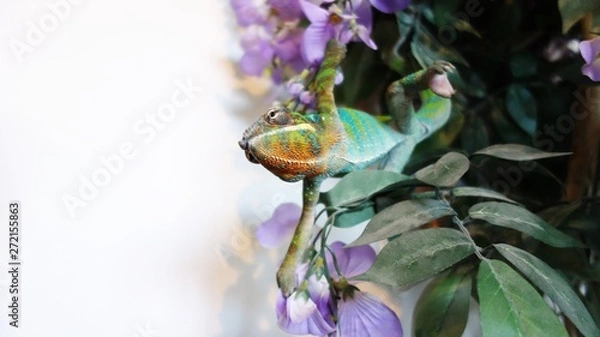 Obraz Furcifer Pardalis - Panther Chameleon Ambilobe.