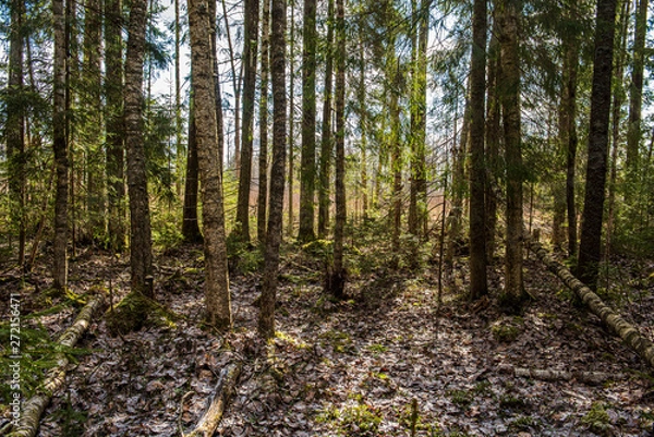 Fototapeta tree trunk texture wall in forest with rhythm pattern