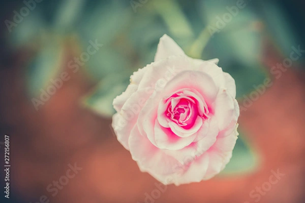 Fototapeta Beautiful pink rose taken at its best moments when its blossom is full.