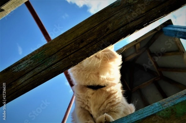 Obraz red cat walking in the playground