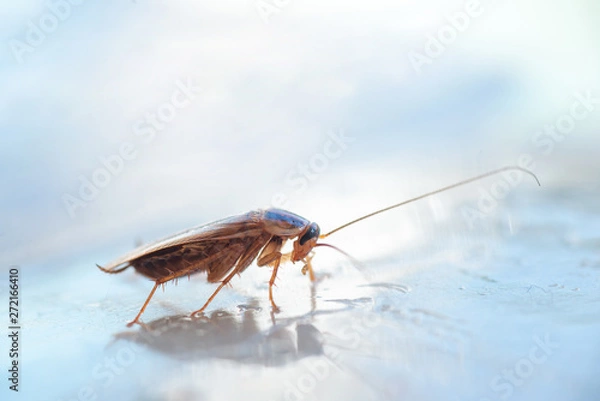 Fototapeta Macro photo of a large cockroach in the house
