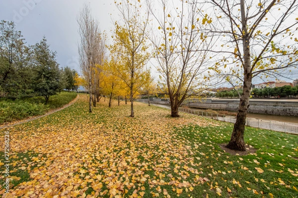 Fototapeta Colourful autumn trees with yellow leafs in the Madrid Río, the park of the Manzanares River in Madrid, Spain