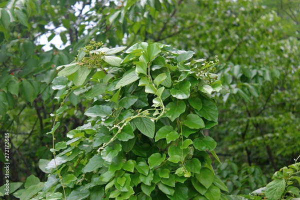 Fototapeta 댕댕이 덩굴