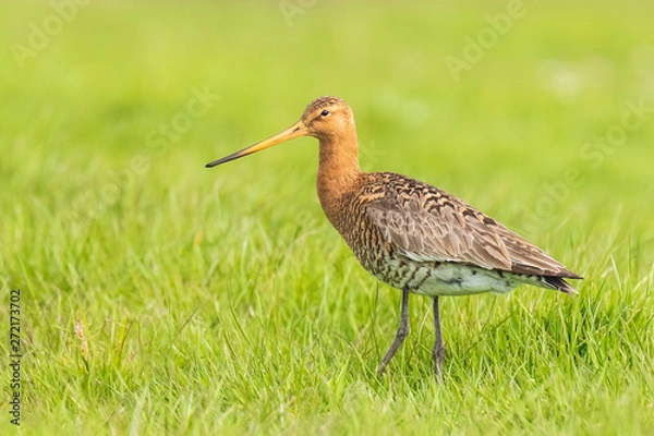 Fototapeta common redshank (tringa totanus) chick