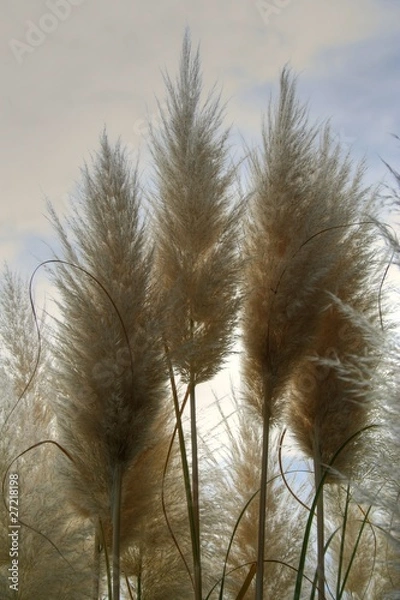 Obraz Herbe de pampa