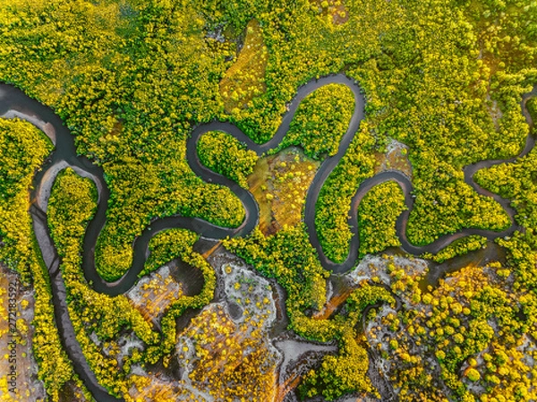 Obraz Creek meandering between the mangroves from straight above