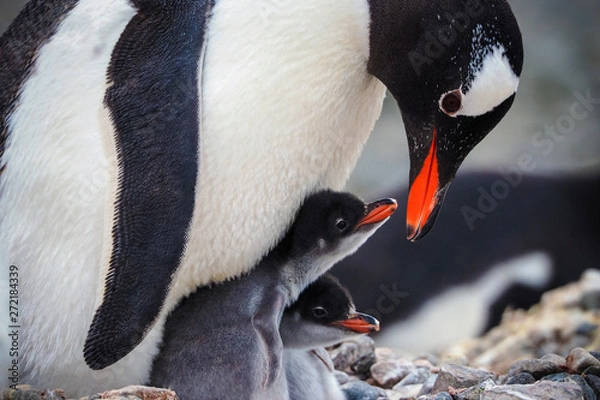 Obraz Caring Gentoo Penguin with two chicks (Pygoscelis papua)