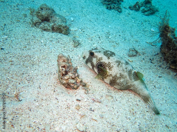 Obraz fish on the sand