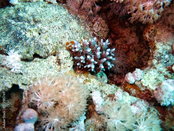 Obraz coral reef in the sea