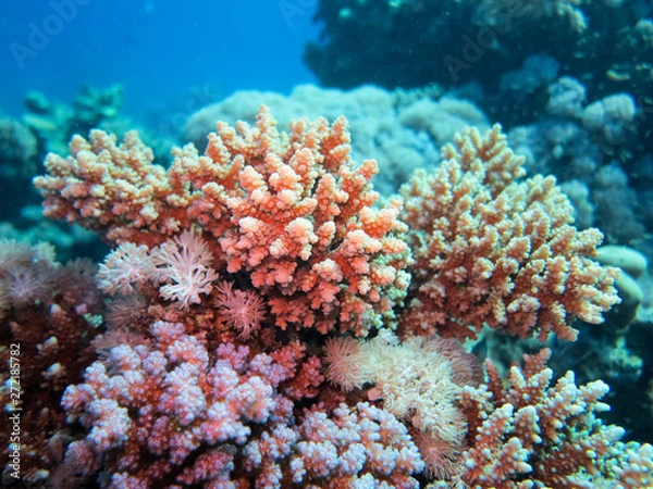 Obraz Coral stock on the Red Sea