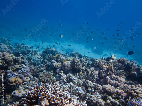 Obraz coral reef with fish