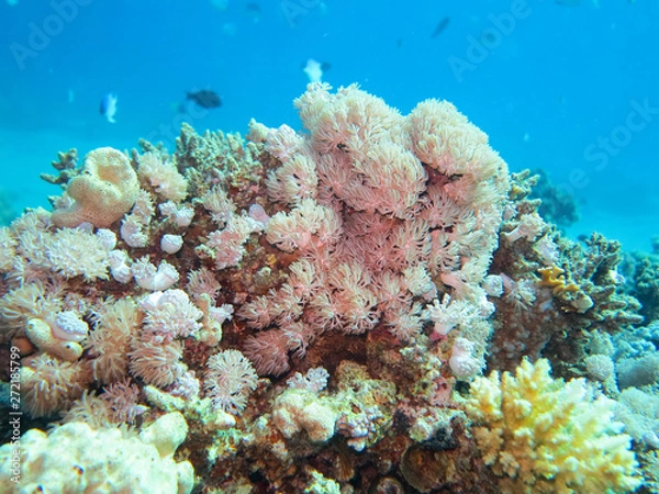 Obraz Coral stock on the Red Sea