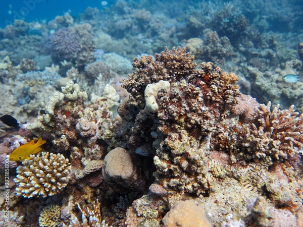Obraz Coral stock on the Red Sea