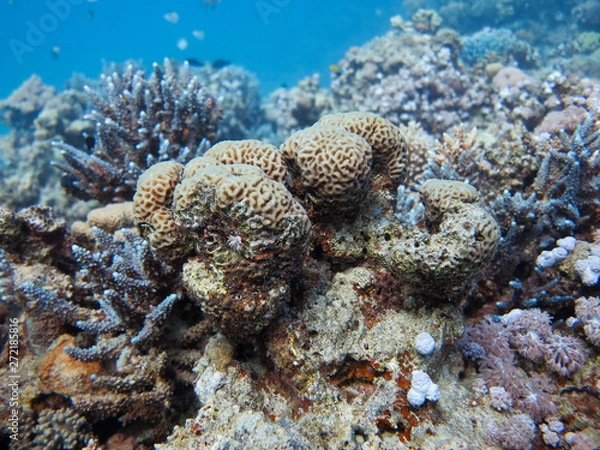 Obraz Coral stock on the Red Sea