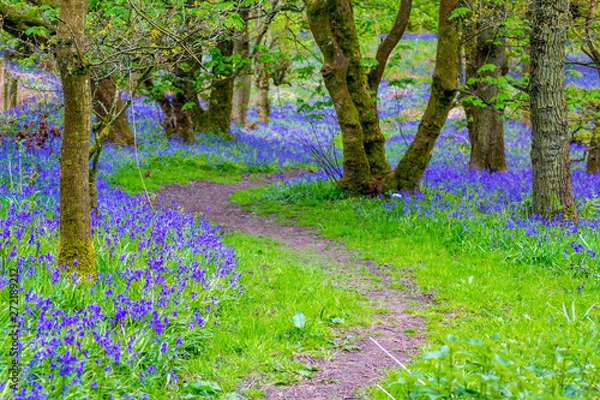 Fototapeta Beautiful bluebells in the forest of Scotland