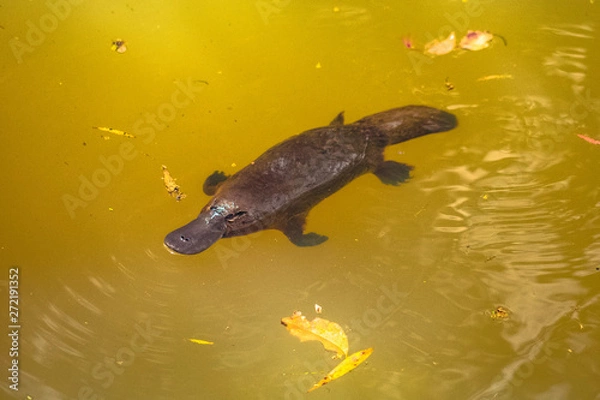 Obraz Platypus in a river from aboth