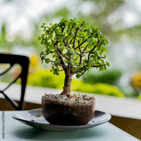 Obraz Bonsai Tree On Table