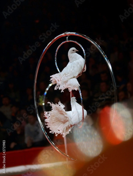Obraz in circus