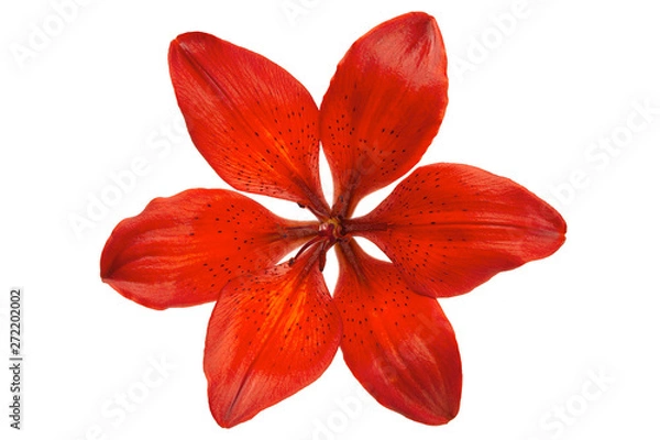 Obraz Red lilly flower head