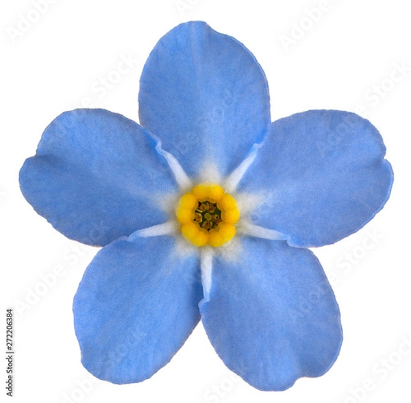 Obraz forget me not flower