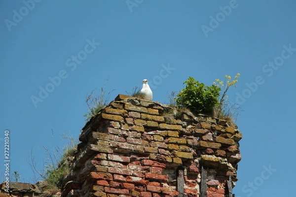 Obraz seagull on the wall