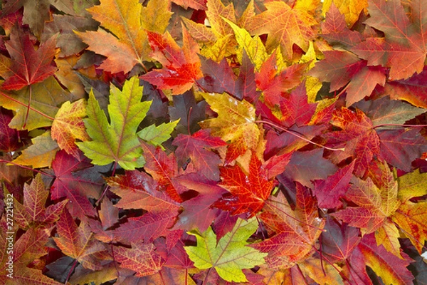 Fototapeta Maple Leaves Mixed Fall Colors Background 2