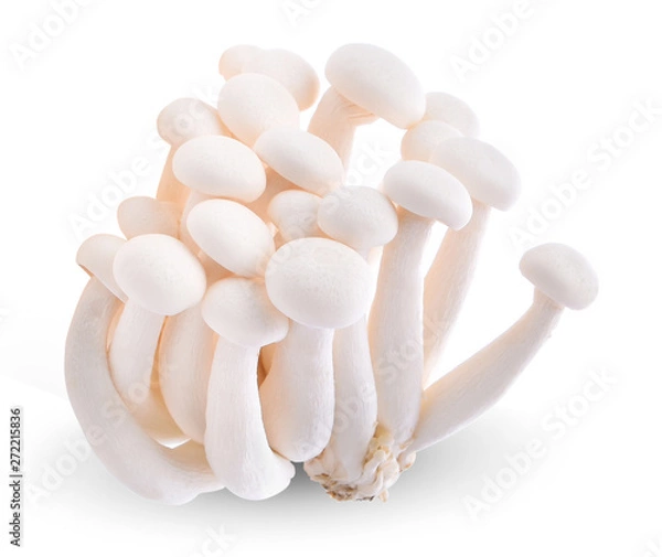 Fototapeta White Bunashimeji mushrooms on white background.