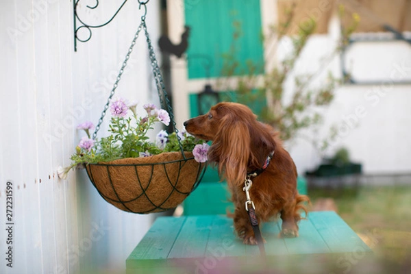 Obraz 庭で遊ぶダックスフンド