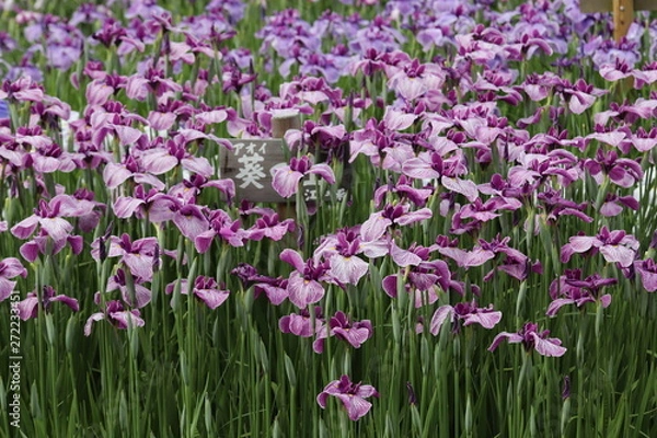 Fototapeta 菖蒲園