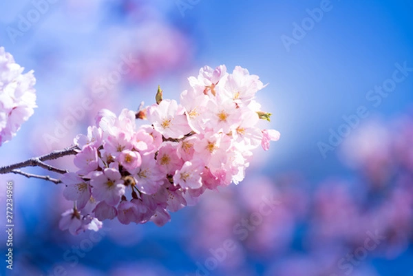 Obraz 桜