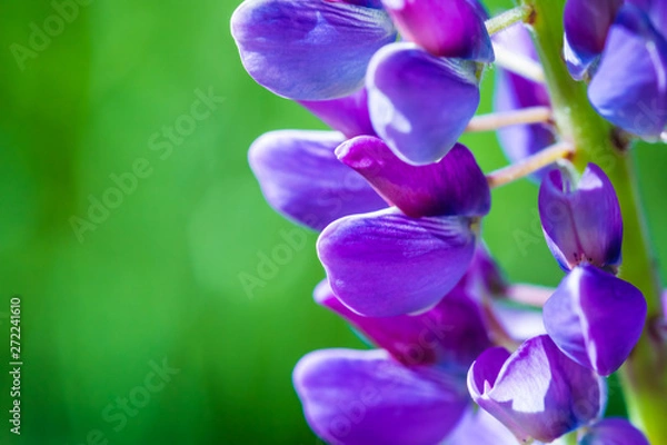 Fototapeta The macro shot of the purple and lilac iris or the orchid flowers on the green background in the sunny summer or spring day