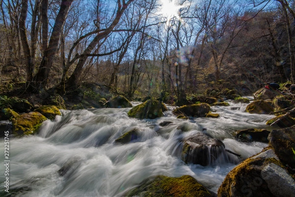 Fototapeta 奥入瀬渓流