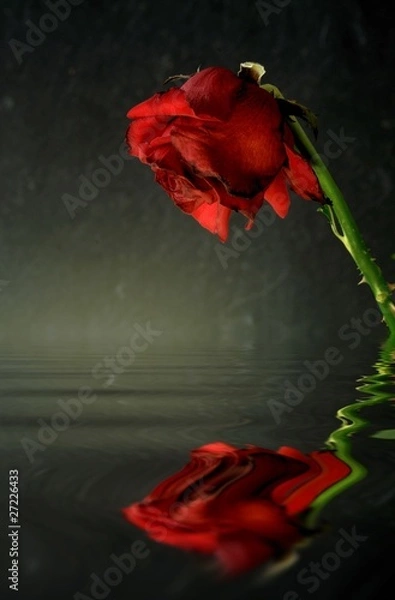 Obraz Vergänglichkeit