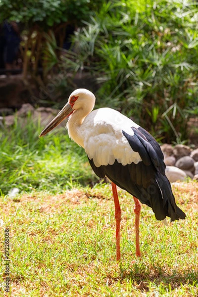 Obraz Expectant ciconia under the sun