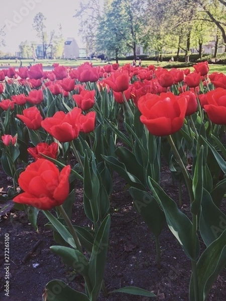 Fototapeta tulips