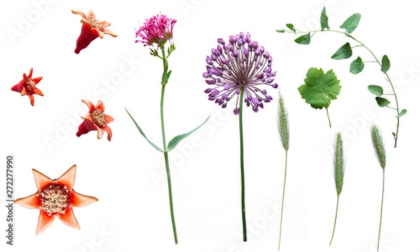 Fototapeta Botanical set isolated on white