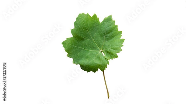 Fototapeta Grape leaf isolated on white background